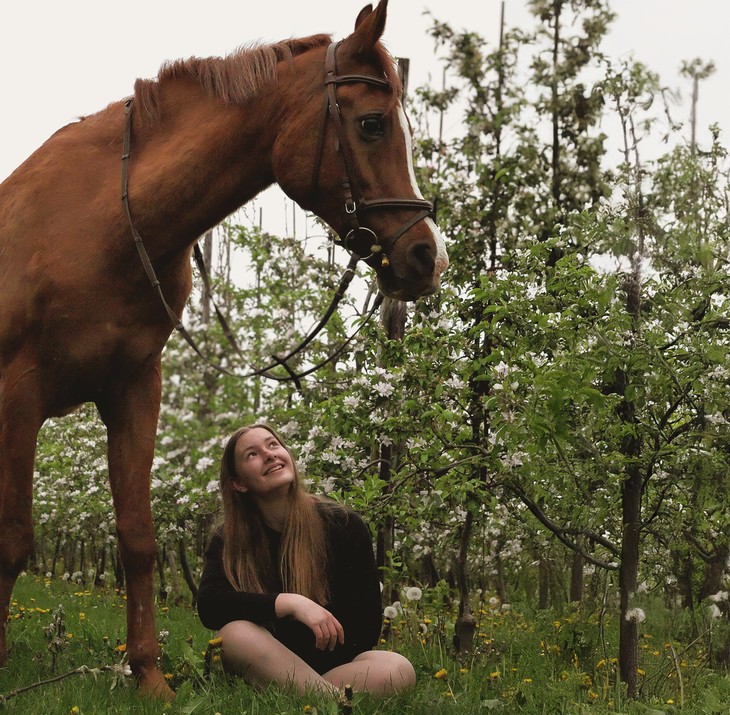 Paarden