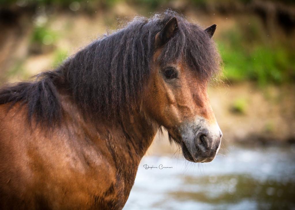 Paarden foto 2