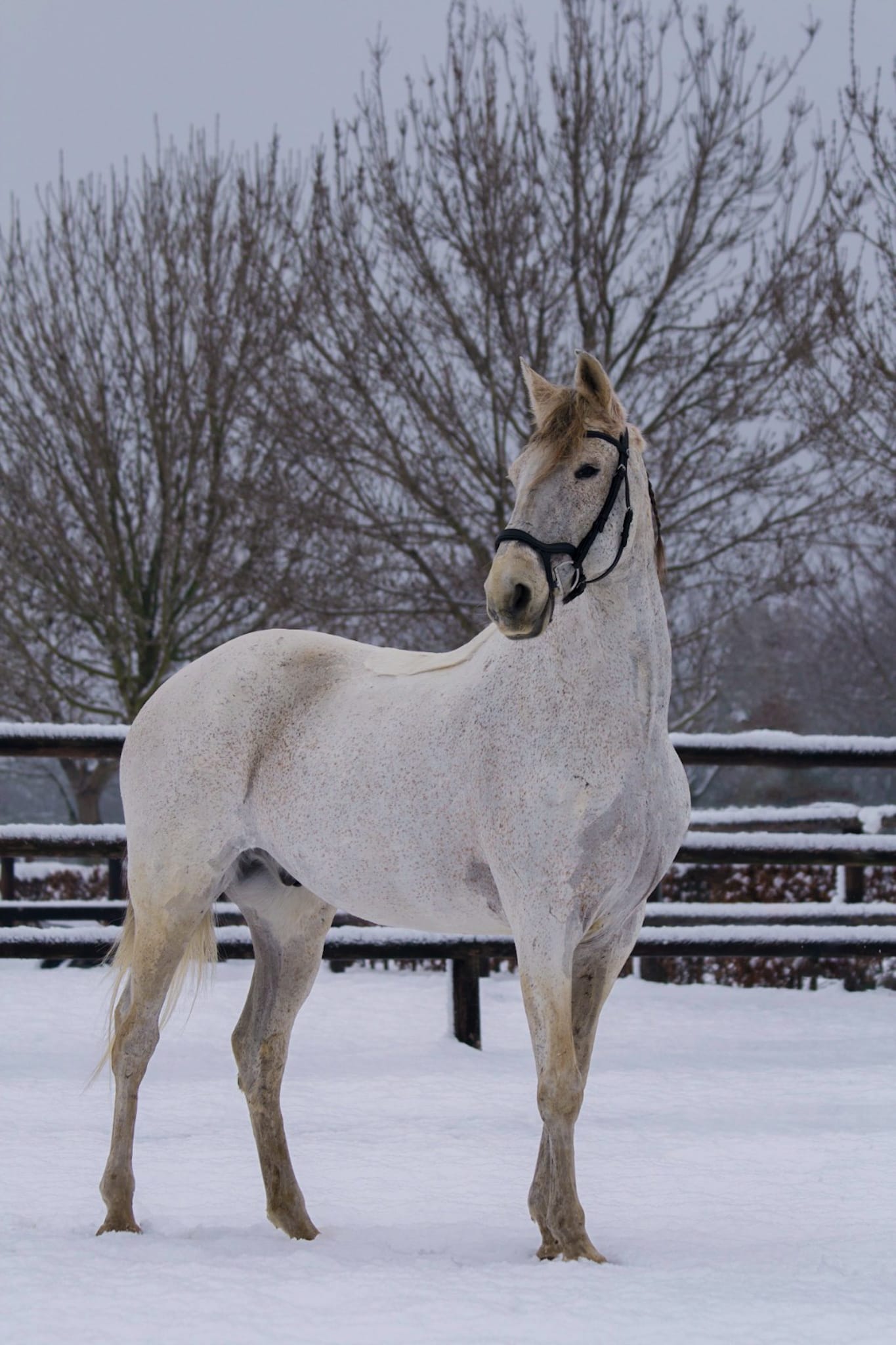 Paarden foto 3