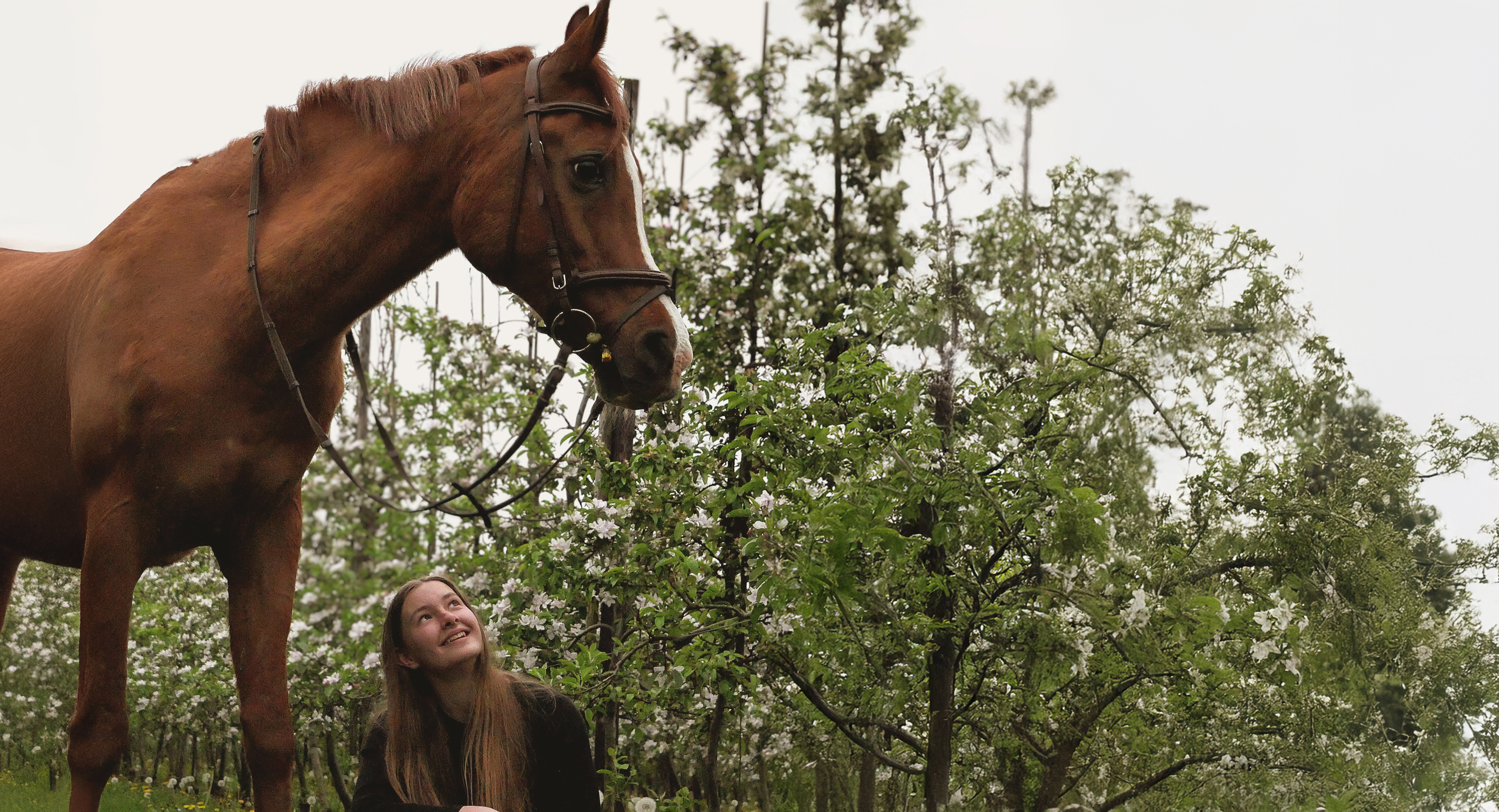 Paarden foto 5