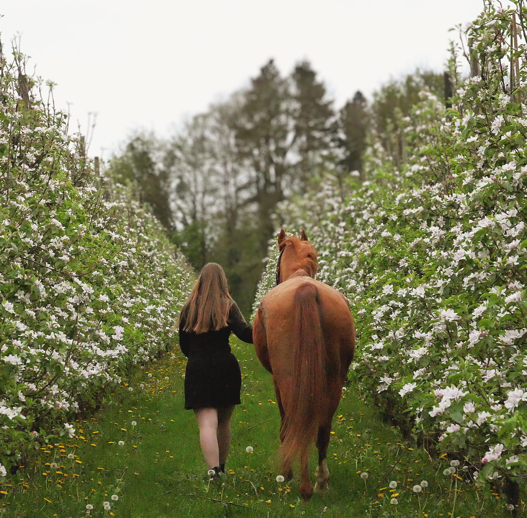 Paarden foto 6