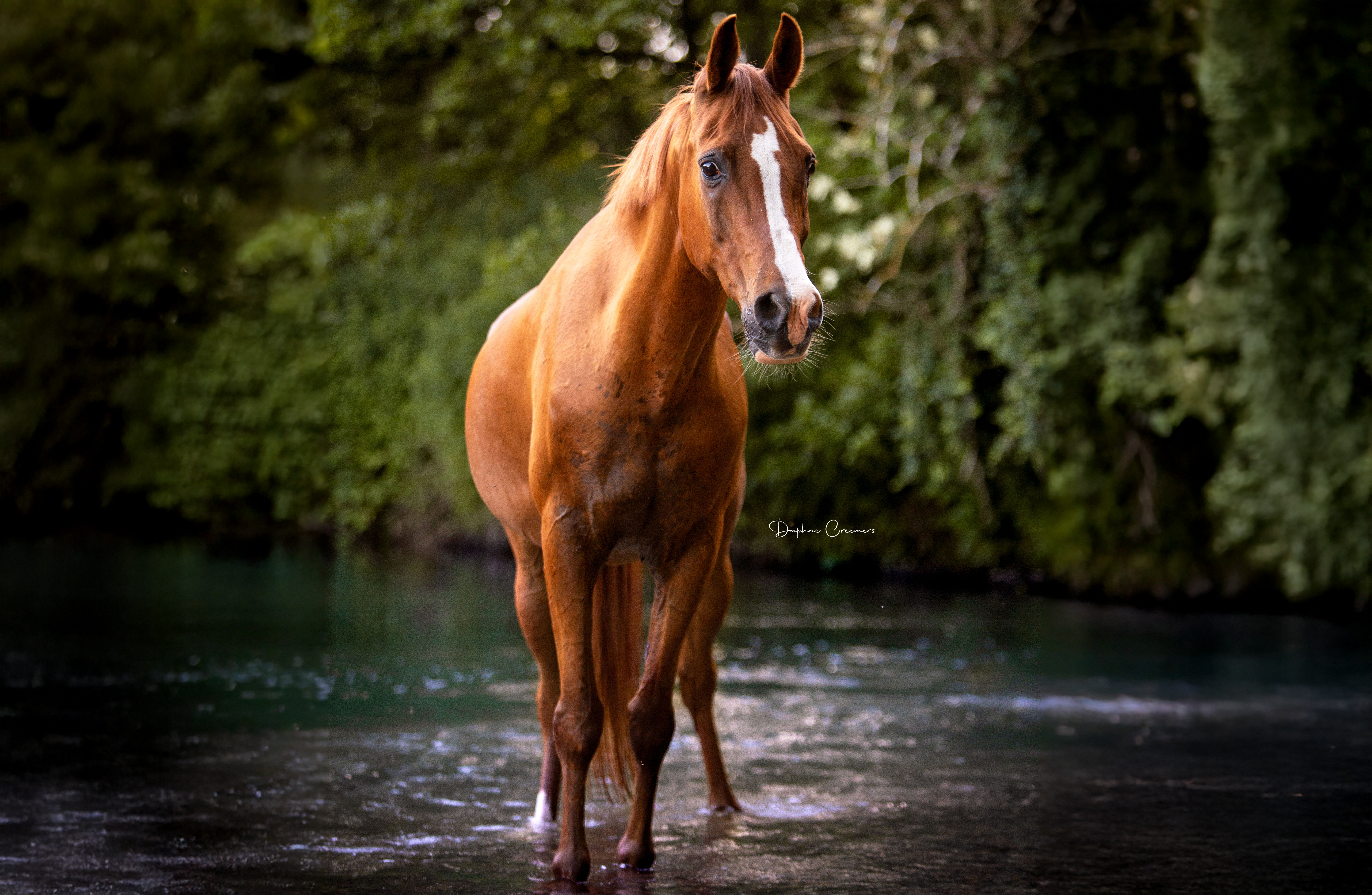 Paarden foto 7