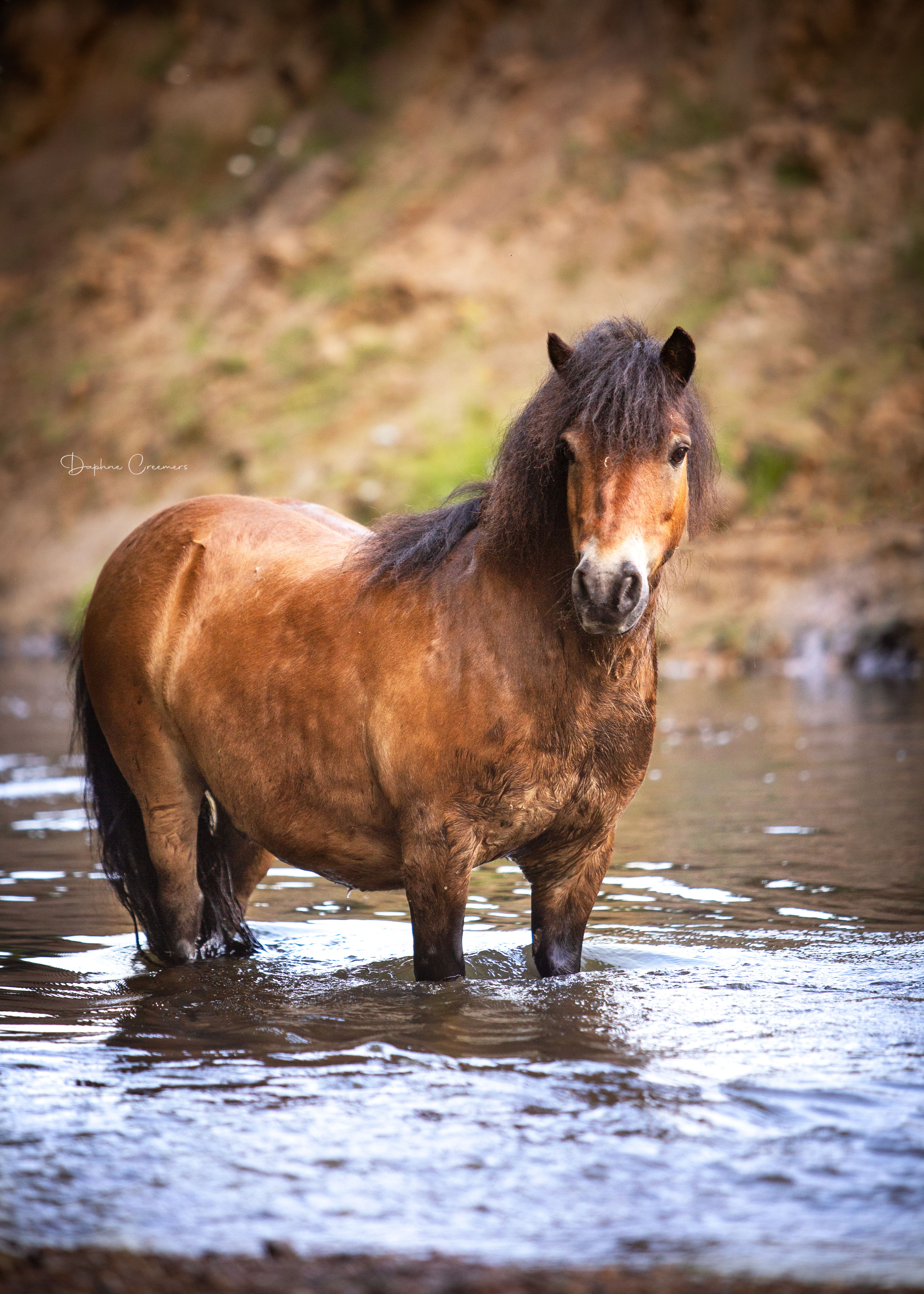 Paarden foto 8