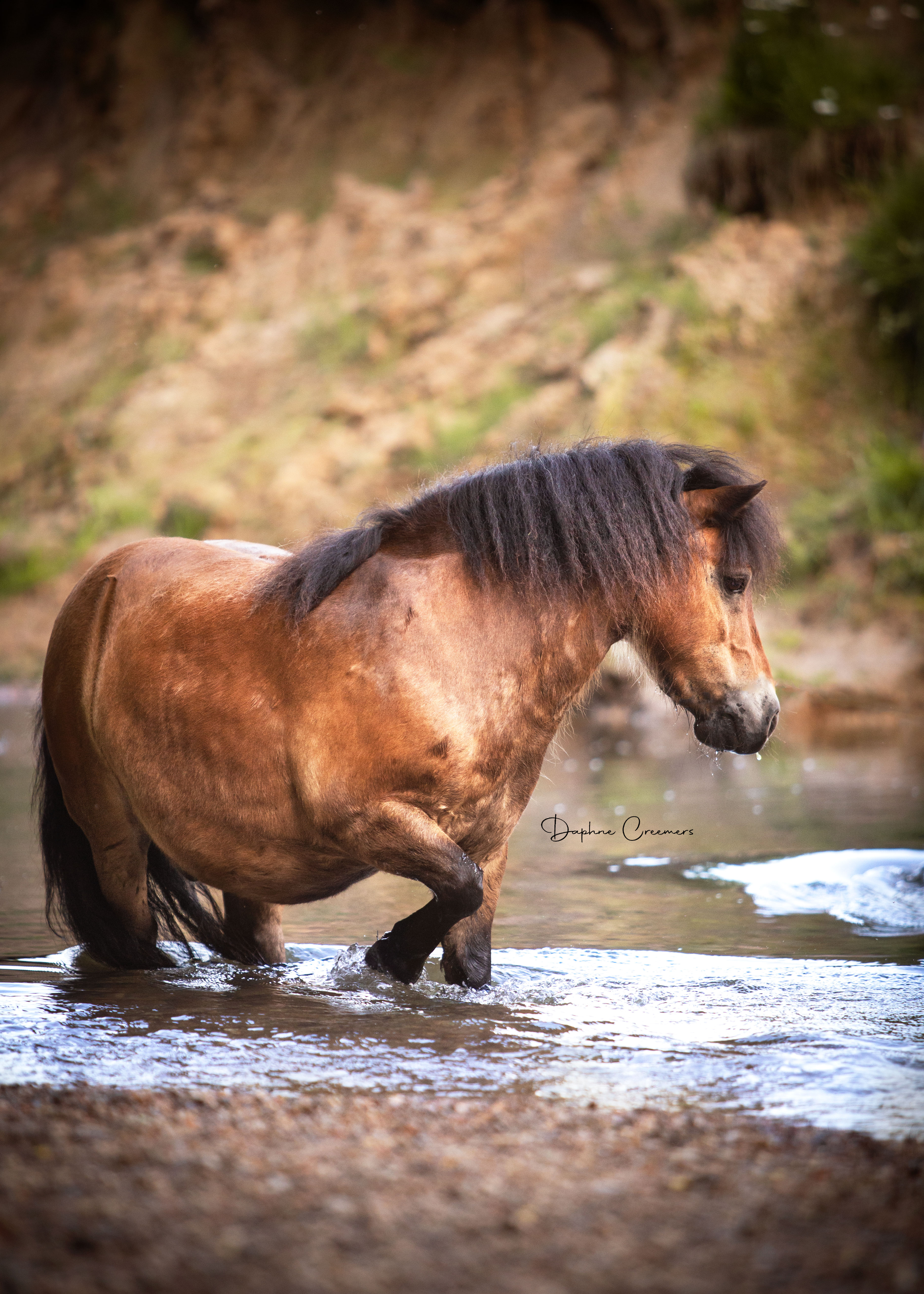 Paarden foto 9