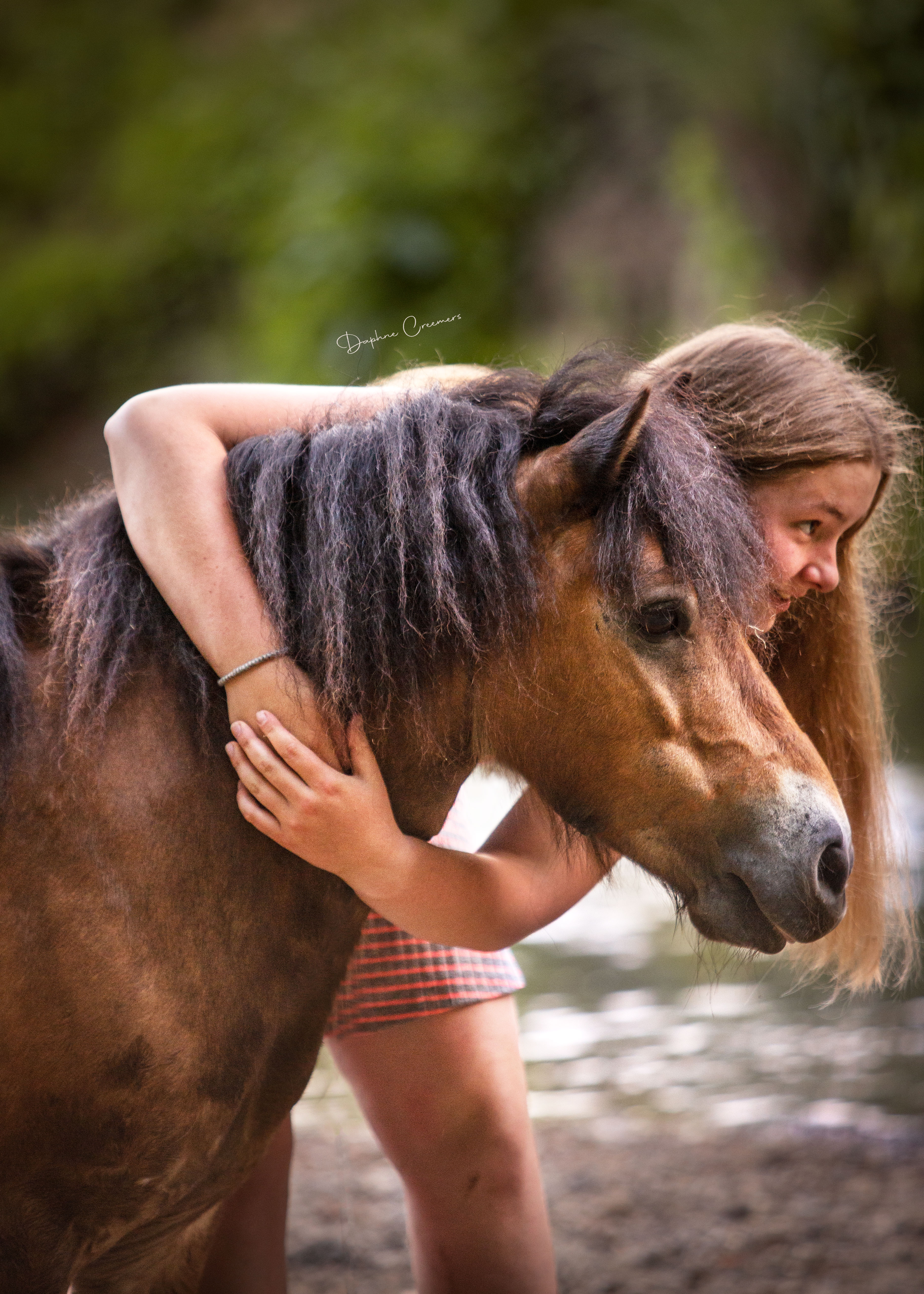 Paarden foto 10